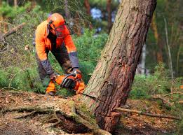 Seasonal Cleanup (Spring/Fall) in Oregon, OH