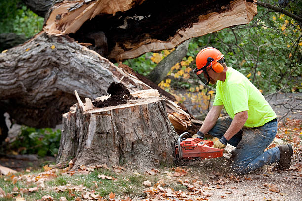 Trusted Oregon, OH Tree Services Experts